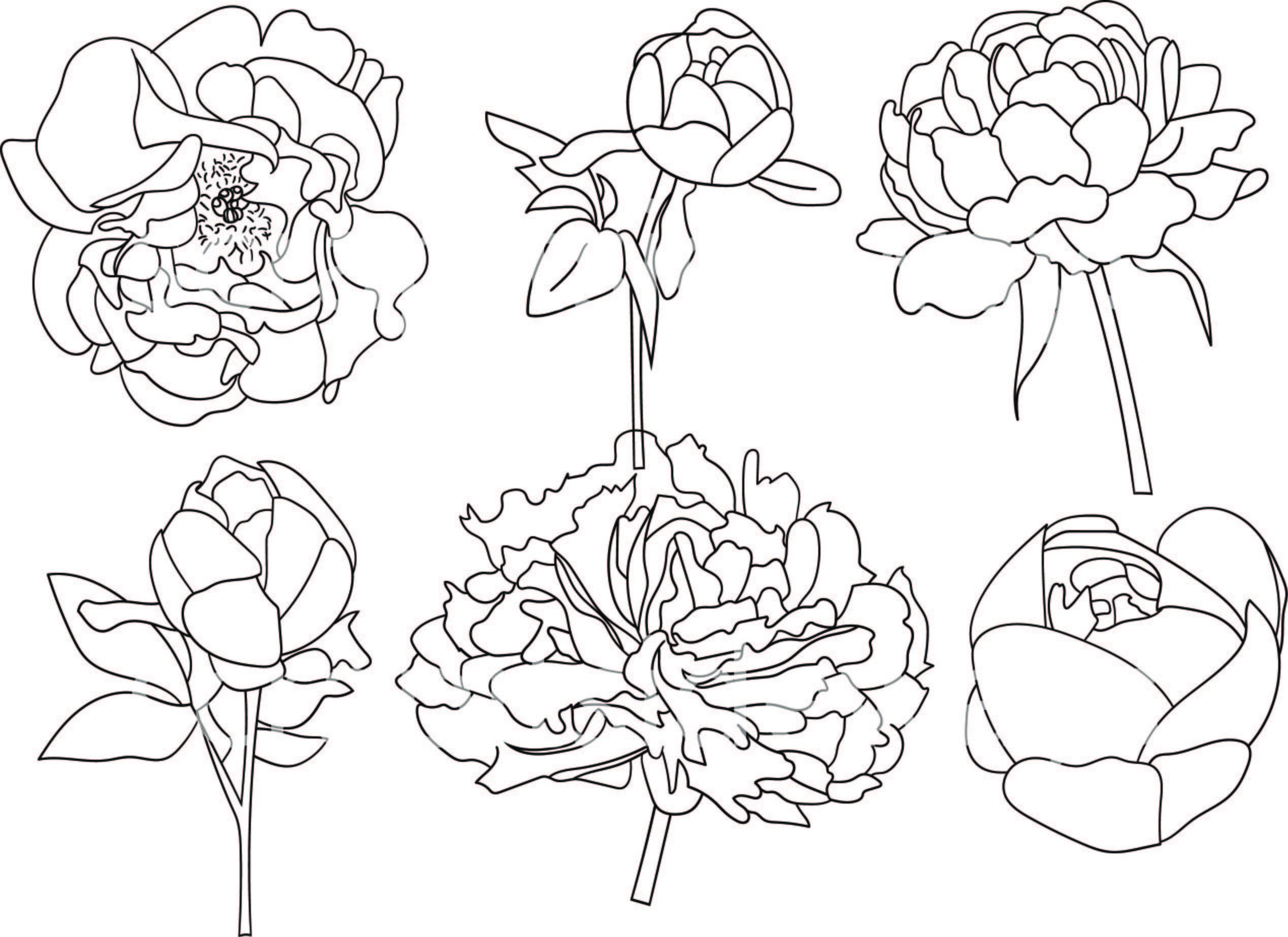 Set of 6 Hand Drawn Peonies Clipart Vector Graphics Digital Stamps ...