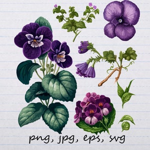 lote de 7 violetas flores roxas clipart gráficos vetoriais e elementos svg png jpg eps folhagens plantas
