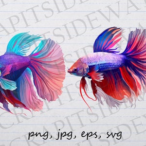 Betta Fish clipart vector graphics svg png jpg eps aquarium aquatic animal beautiful fish