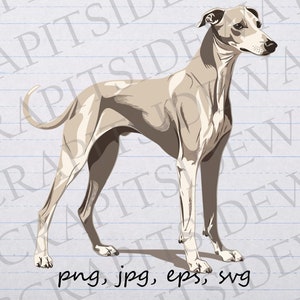 Full Body Whippet clipart vector graphic svg png jpg eps POD design dog puppy, dog breed, whippet mom, whippet dad, whippet lover