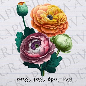 Multicolored ranunculus flowers clipart vector graphic svg png jpg eps florals botanicals colorful t-shirt design sticker design