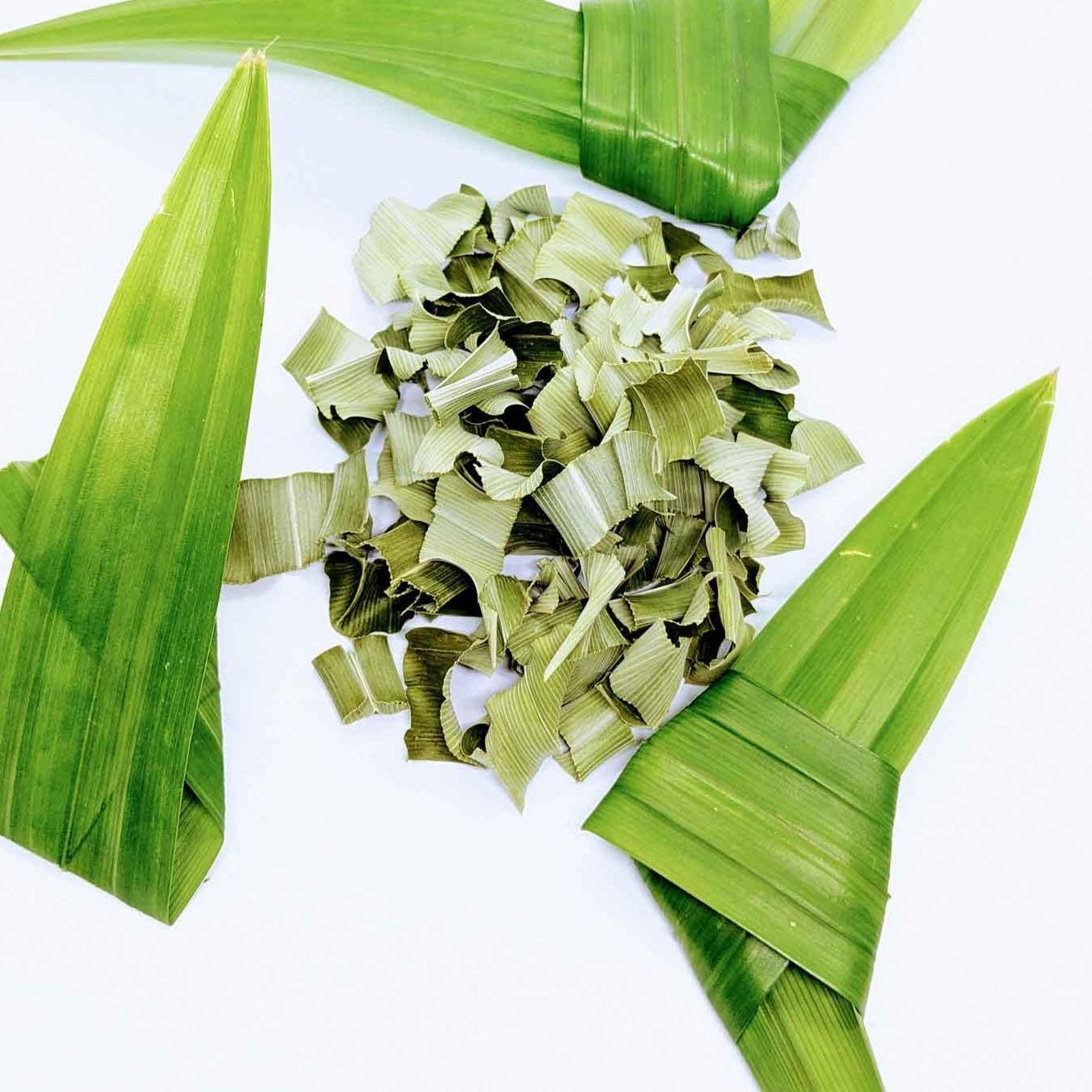 Pandanus amaryllifolius - Etsy 日本
