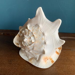 Könnte beinhalten: Eine große, weiße Muschelschale mit strukturierter Oberfläche und orange-braunen Markierungen. Die Schale hat eine spiralförmige Form und mehrere markante Spitzen. Die Schale wird auf einer Holzoberfläche vor blauem Hintergrund ausgestellt.