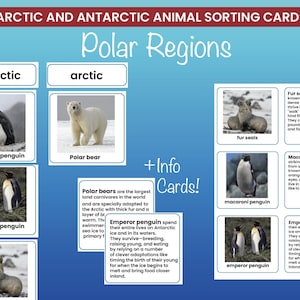 May include: Educational sorting cards featuring Arctic and Antarctic animals. Includes images of a Chinstrap penguin, polar bear, emperor penguin, fur seals, and macaroni penguin. Text includes animal facts and the words "Polar Regions".