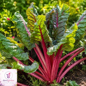 May include: A vibrant Swiss chard plant featuring large, crinkled, deep green leaves with prominent, bright magenta-red veins and thick, matching magenta-red stalks that grow upward from the soil, with a logo in the corner reading dewigarden.