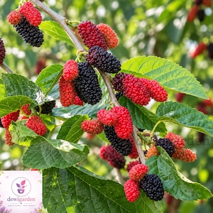 May include: A branch of a mulberry tree featuring numerous clusters of elongated, textured fruit in varying stages of ripeness, ranging from bright red to deep black, interspersed with vibrant green serrated leaves and a logo in the corner.