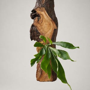 1 of 1 Collection - Wall Mounted Live Plant | Staghorn Fern | Extra Large Real Wood image 1