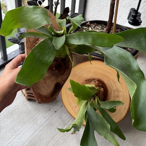 Wall Mounted Live Plant | Staghorn Fern | Real Natural Wood image 14
