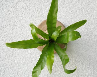 Wall Mounted Live Plant | Birds Nest Fern | Real Natural Wood