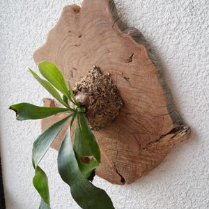 Wall Mounted Live Plant | Staghorn Fern | Real Natural Wood image 8