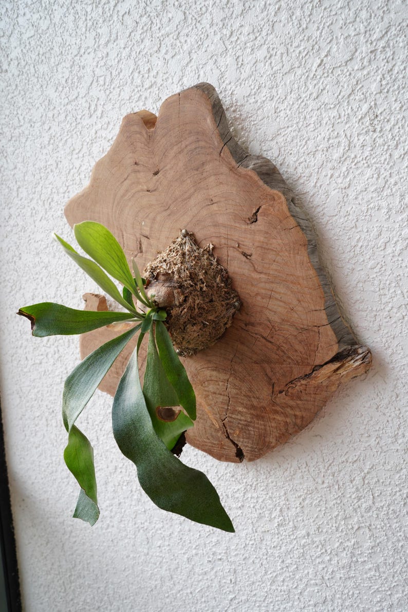 Wall Mounted Live Plant | Staghorn Fern | Real Natural Wood image 8