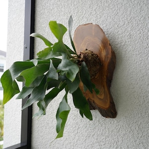 Wall Mounted Live Plant | Staghorn Fern | Extra Large Real Natural Wood immagine 4