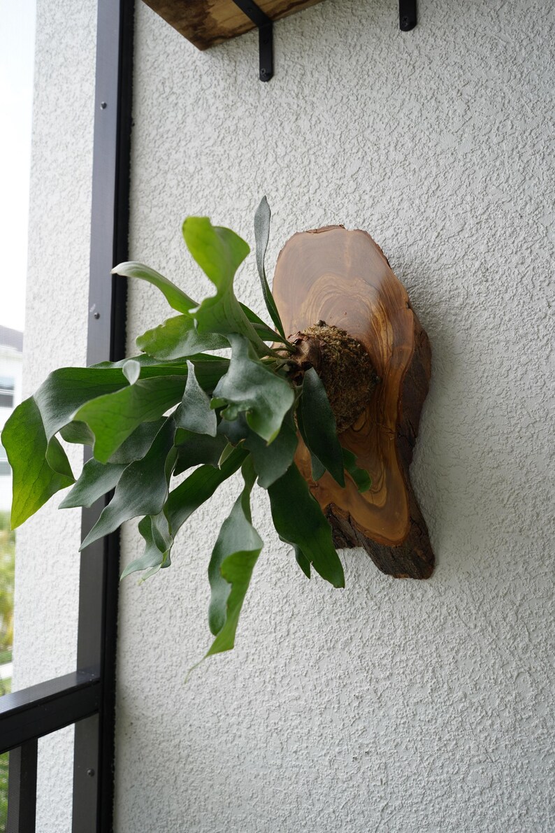 Wall Mounted Live Plant | Staghorn Fern | Extra Large Real Natural Wood immagine 4