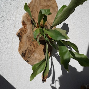 Pu&ograve; includere: Una felce a corna di cervo montata su una tavola di legno naturale. La felce ha grandi fronde verdi a forma di corna. La tavola di legno &egrave; di forma irregolare, di colore marrone chiaro e con venature visibili. La pianta &egrave; montata su un muro bianco strutturato.