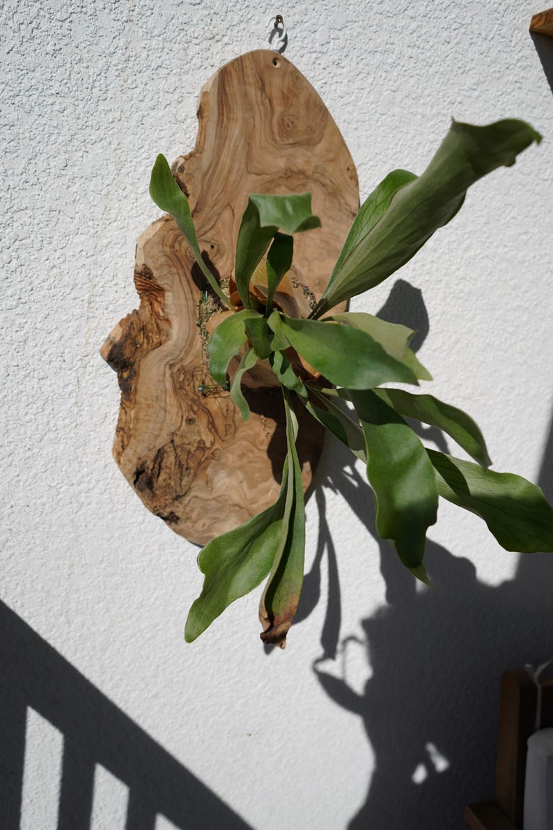Pu&ograve; includere: Una felce a corna di cervo montata su una tavola di legno naturale. La felce ha grandi fronde verdi a forma di corna. La tavola di legno &egrave; di forma irregolare, di colore marrone chiaro e con venature visibili. La pianta &egrave; montata su un muro bianco strutturato.