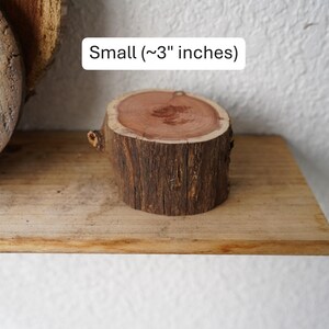 Wall Mount for Plants | Real Natural Wood | Cedar and Camphor | Sanded, Sealed | Staghorn Fern Extra Small Cedar