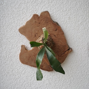 Wall Mounted Live Plant | Staghorn Fern | Real Natural Wood image 2