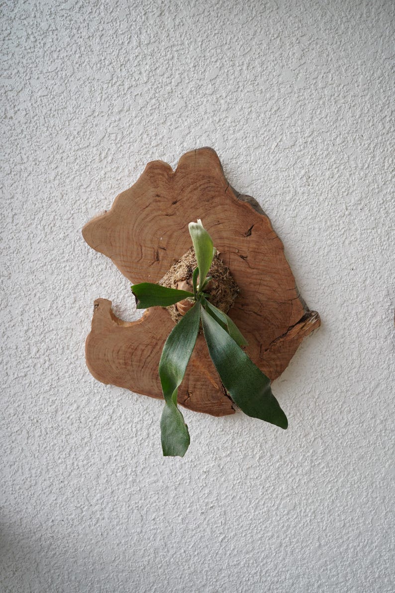 Wall Mounted Live Plant | Staghorn Fern | Real Natural Wood image 2