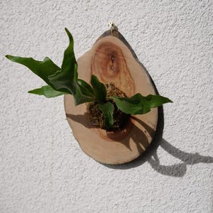 Wall Mounted Live Plant | Staghorn Fern | Real Natural Wood Medium
