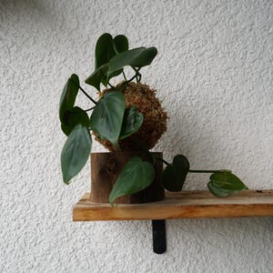 Kokedama Moss Balls | Various Plants | Pothos, Fern, Ivy | Comes with Natural Wood Base Pothos Kokedama