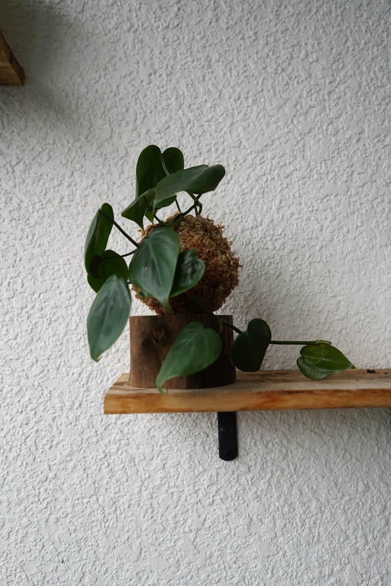 Kokedama Moss Balls | Various Plants | Pothos, Fern, Ivy | Comes with Natural Wood Base Pothos Kokedama