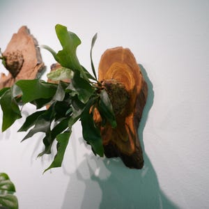 Wall Mounted Live Plant | Staghorn Fern | Extra Large Real Natural Wood immagine 7