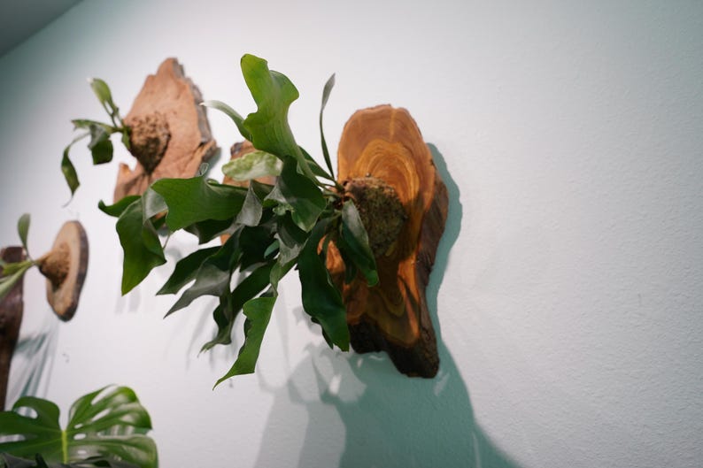 Wall Mounted Live Plant | Staghorn Fern | Extra Large Real Natural Wood immagine 7