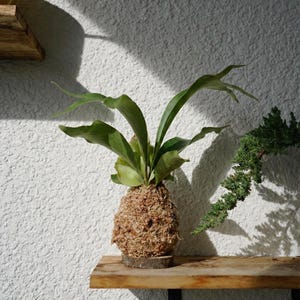 Kokedama Moss Balls | Various Plants | Pothos, Fern, Ivy | Comes with Natural Wood Base image 1