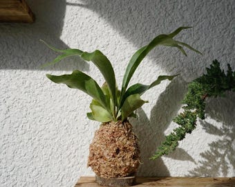Kokedama Moss Balls | Various Plants | Pothos, Fern, Ivy | Comes with Natural Wood Base