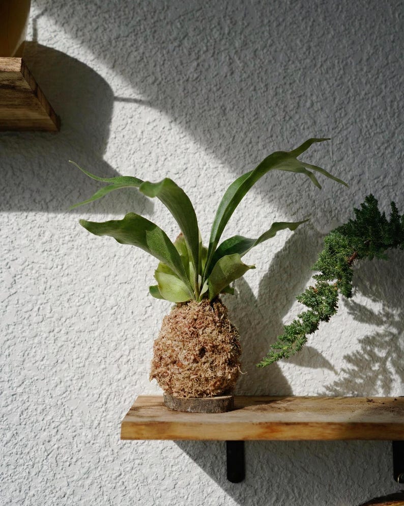 Kokedama Moss Balls | Various Plants | Pothos, Fern, Ivy | Comes with Natural Wood Base image 1