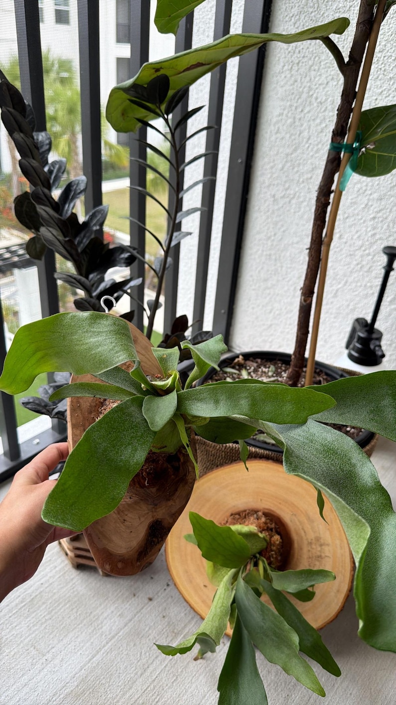 Wall Mounted Live Plant | Staghorn Fern | Real Natural Wood image 14