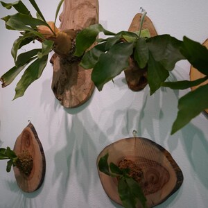 Pu&ograve; includere: Una collezione di felci a corna di cervo montate su placche di legno, che mostrano varie forme e dimensioni. Le felci hanno grandi fronde verdi e il legno ha un colore marrone chiaro naturale. Le piante sono fissate a un muro bianco.
