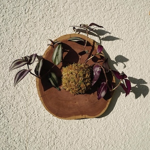 Wall Mount for Plants | Real Natural Wood | Cedar and Camphor | Sanded, Sealed | Staghorn Fern image 10