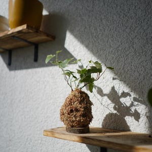May include: A Kokedama plant, a Japanese moss ball, sits on a wooden shelf. The plant features green leaves and a brown moss ball base. A second plant in a yellow pot is visible on a shelf above.