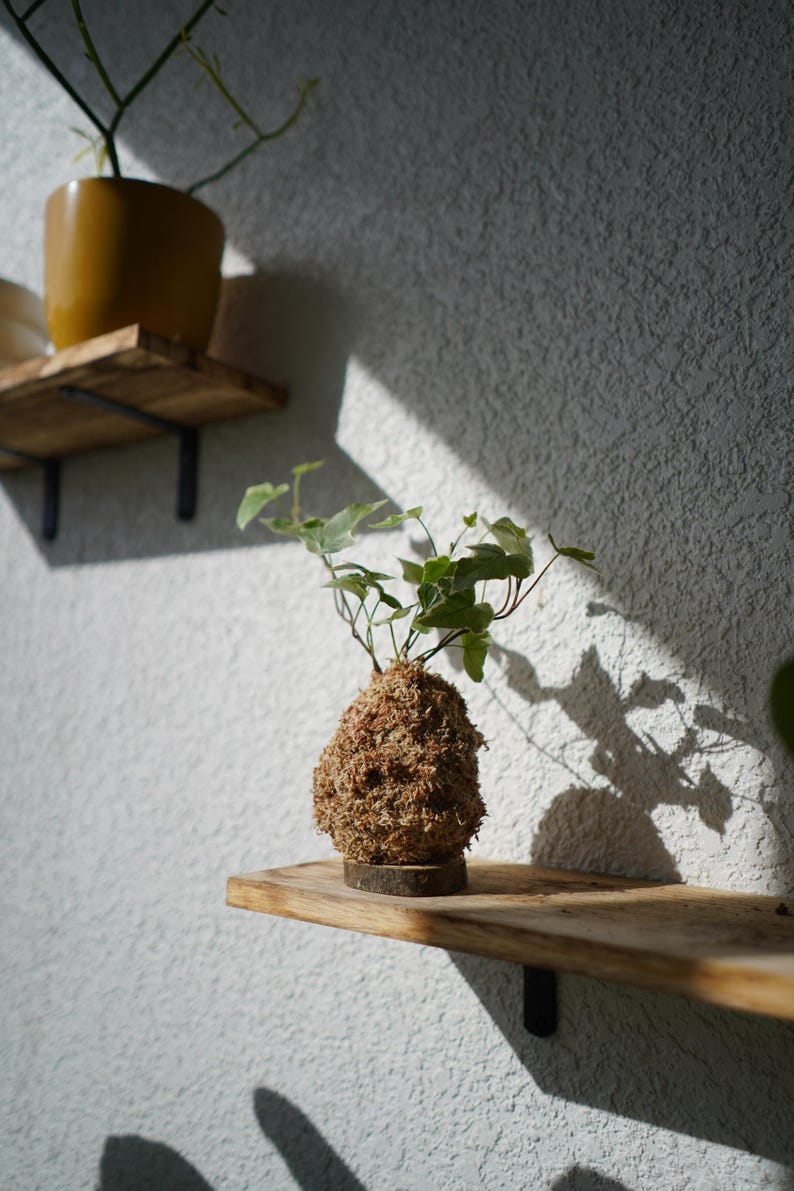 May include: A Kokedama plant, a Japanese moss ball, sits on a wooden shelf. The plant features green leaves and a brown moss ball base. A second plant in a yellow pot is visible on a shelf above.