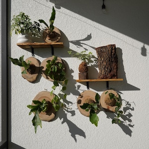 1 of 1 Collection - Wall Mounted Live Plant | Staghorn Fern | Extra Large Real Wood image 11