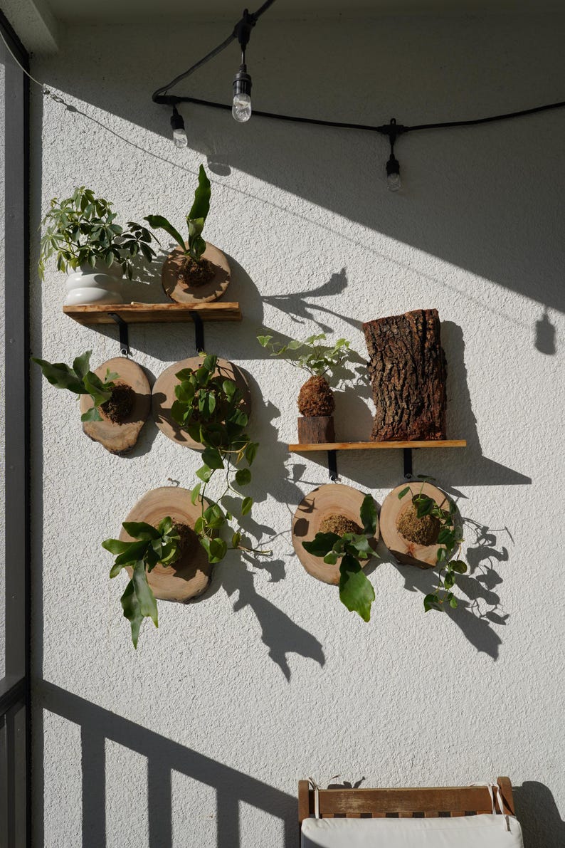 1 of 1 Collection - Wall Mounted Live Plant | Staghorn Fern | Extra Large Real Wood image 11