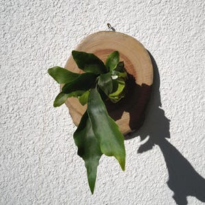 Wall Mounted Live Plant | Staghorn Fern | Real Natural Wood zdjęcie 7