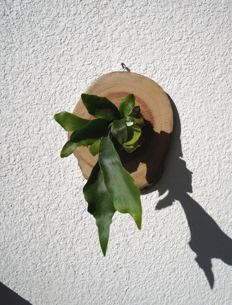 Wall Mounted Live Plant | Staghorn Fern | Real Natural Wood zdjęcie 7
