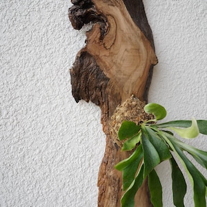 1 of 1 Collection - Wall Mounted Live Plant | Staghorn Fern | Extra Large Real Wood image 6