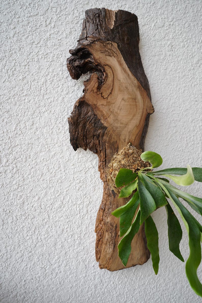 1 of 1 Collection - Wall Mounted Live Plant | Staghorn Fern | Extra Large Real Wood image 6