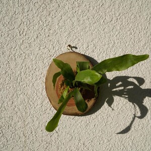 Wall Mount for Plants | Real Natural Wood | Cedar and Camphor | Sanded, Sealed | Staghorn Fern image 14
