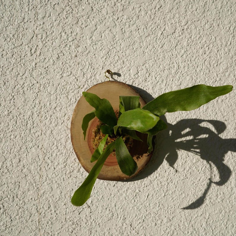 Wall Mount for Plants | Real Natural Wood | Cedar and Camphor | Sanded, Sealed | Staghorn Fern image 14