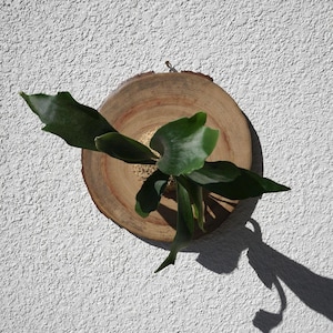 Wall Mounted Live Plant | Staghorn Fern | Real Natural Wood Large