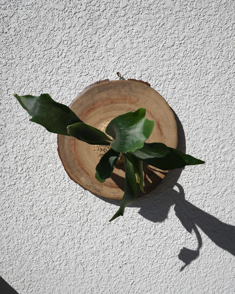 Wall Mounted Live Plant | Staghorn Fern | Real Natural Wood Large