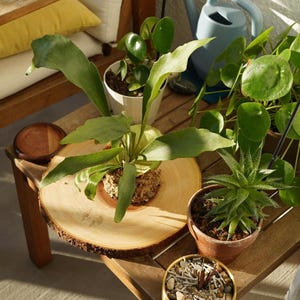 Wall Mounted Live Plant | Staghorn Fern | Real Natural Wood image 11