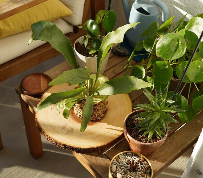 Wall Mounted Live Plant | Staghorn Fern | Real Natural Wood image 11