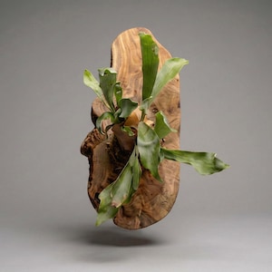 Pu&ograve; includere: Una felce a corna di cervo montata su una placca di legno naturale. La felce ha grandi fronde verdi a forma di corna. La placca di legno ha una forma organica unica e un colore marrone caldo, creando un'estetica naturale e rustica. &Egrave; un elemento decorativo.