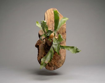 Wall Mounted Live Plant | Staghorn Fern | Extra Large Real Natural Wood