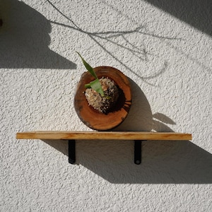 Wall Mounted Live Plant | Staghorn Fern | Real Natural Wood zdjęcie 9